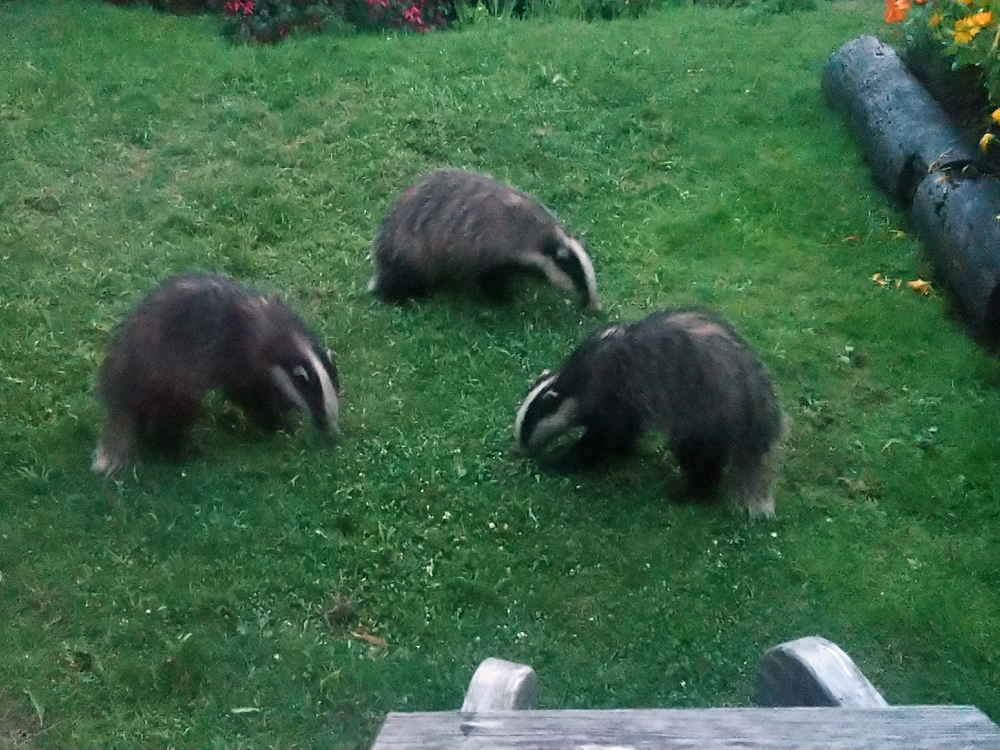 Badgers grazing at Self catering on shore of Arivegaig Bay, Ardnamurchan Scotland