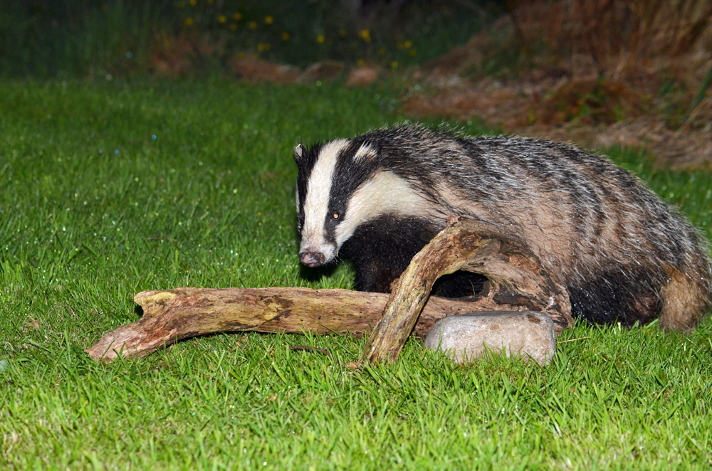 Badgers grazing at Self catering caravans on shore of Arivegaig Bay, Ardnamurchan Scotland