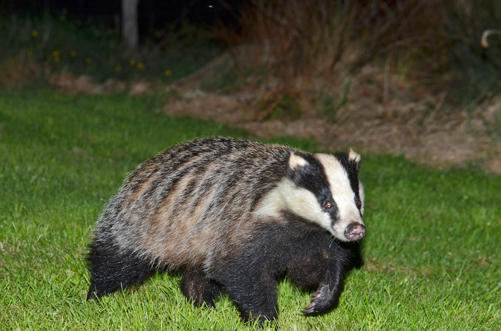 Badgers grazing at Self catering caravans on shore of Arivegaig Bay, Ardnamurchan Scotland