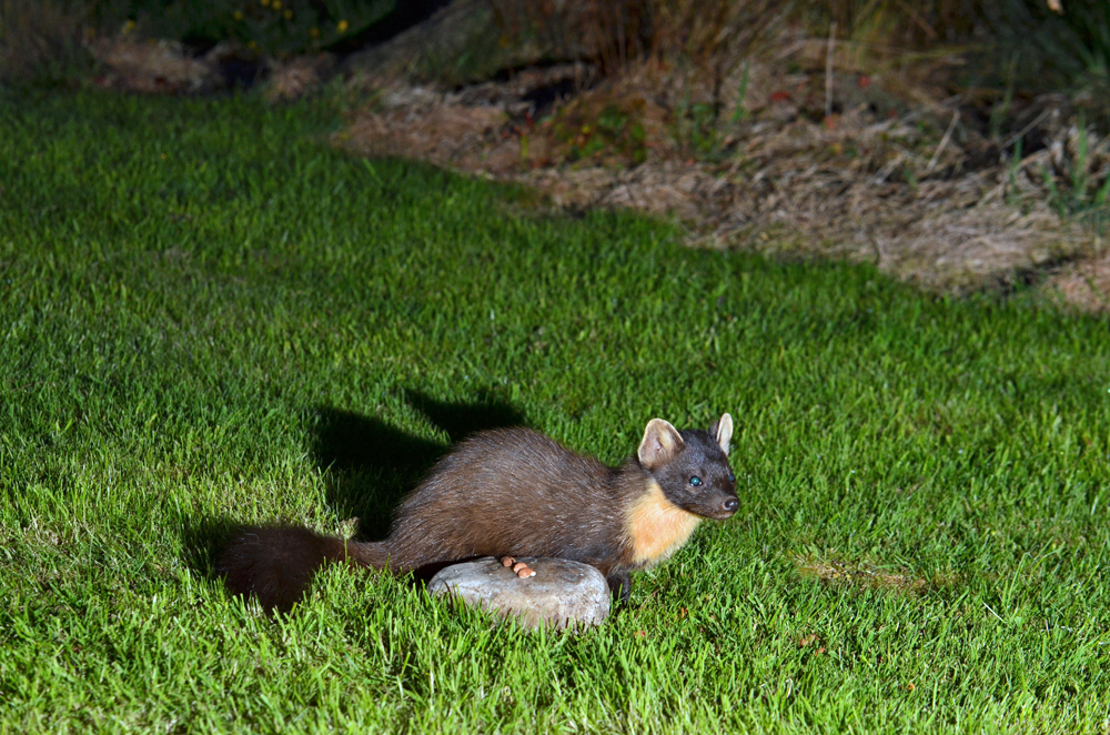 Pine Marten grazing at Self catering caravans on shore of Arivegaig Bay, Ardnamurchan Scotland